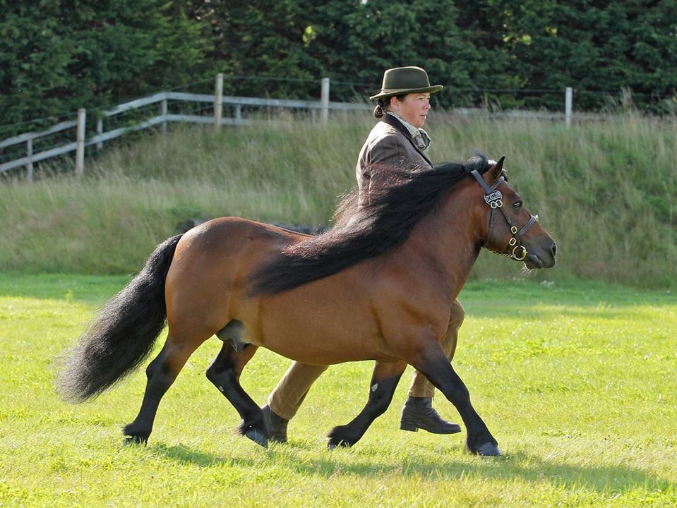 Shetland Pony